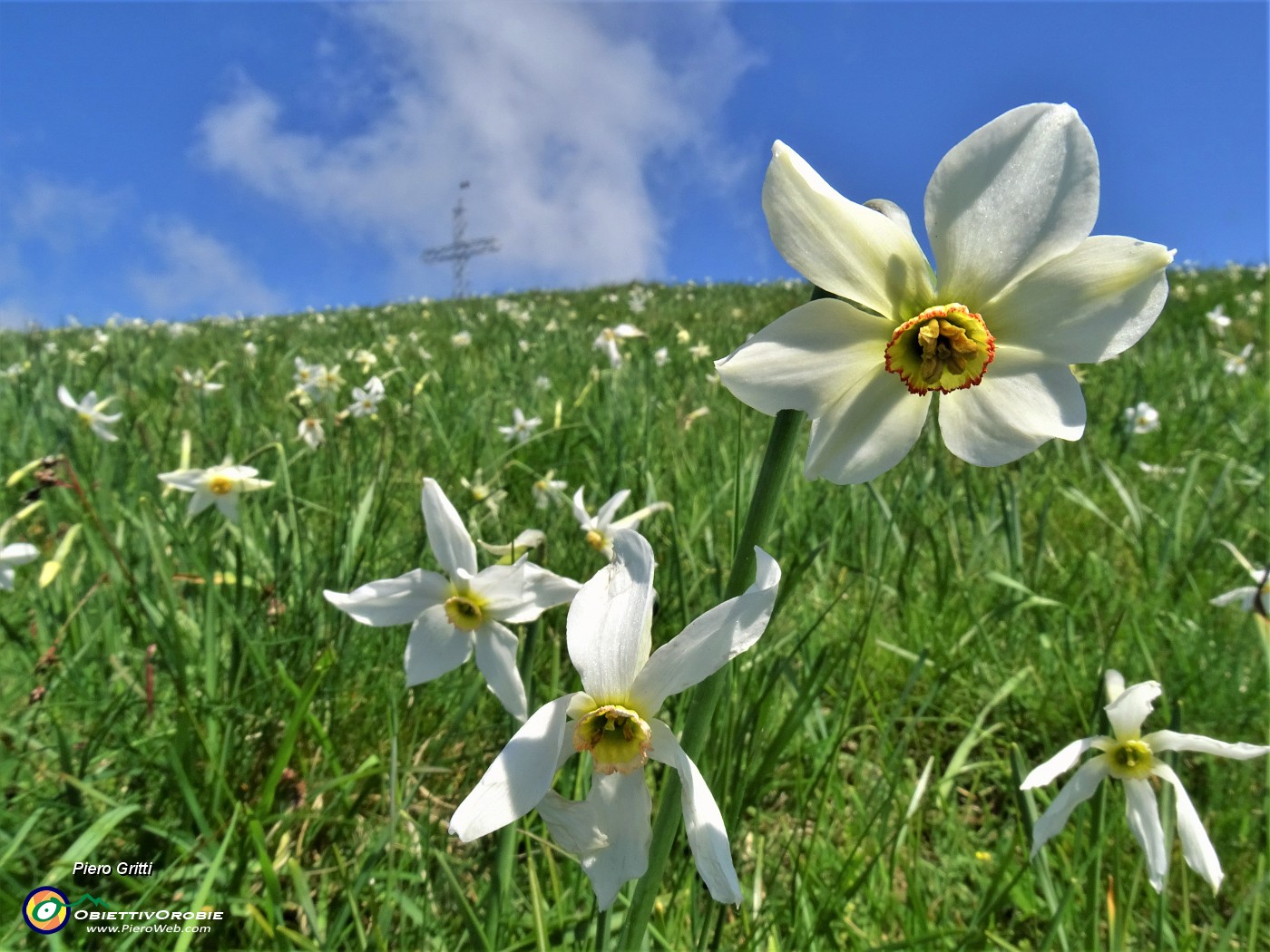 48 Distese di narcisi sul versante sud in vetta al Linzone.JPG